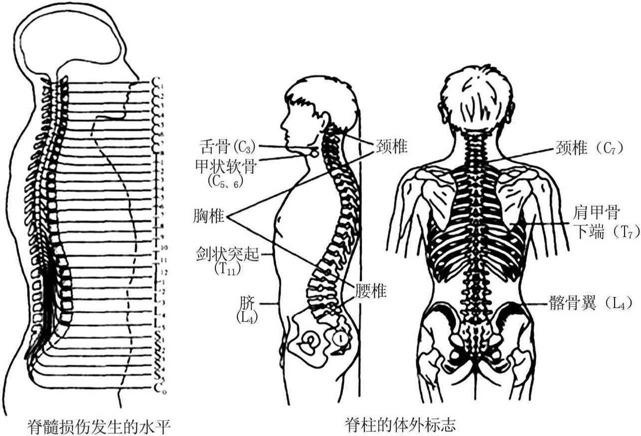 第二節(jié) 脊髓損傷的臨床表現(xiàn)